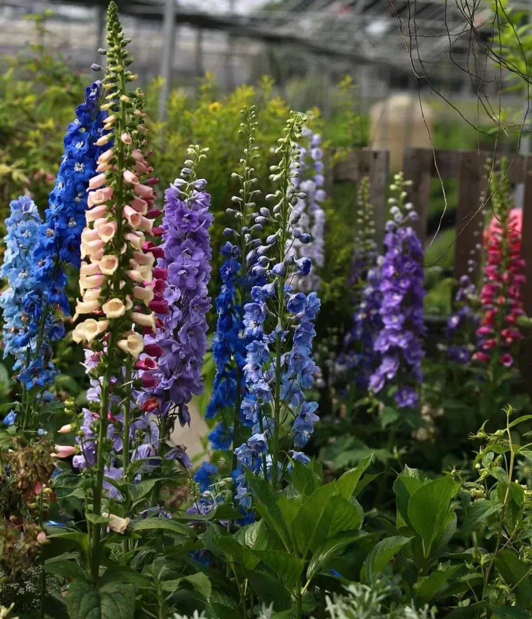 30款经典蓝紫色开花植物!别拉我,就让我坠入这梦幻的漩涡