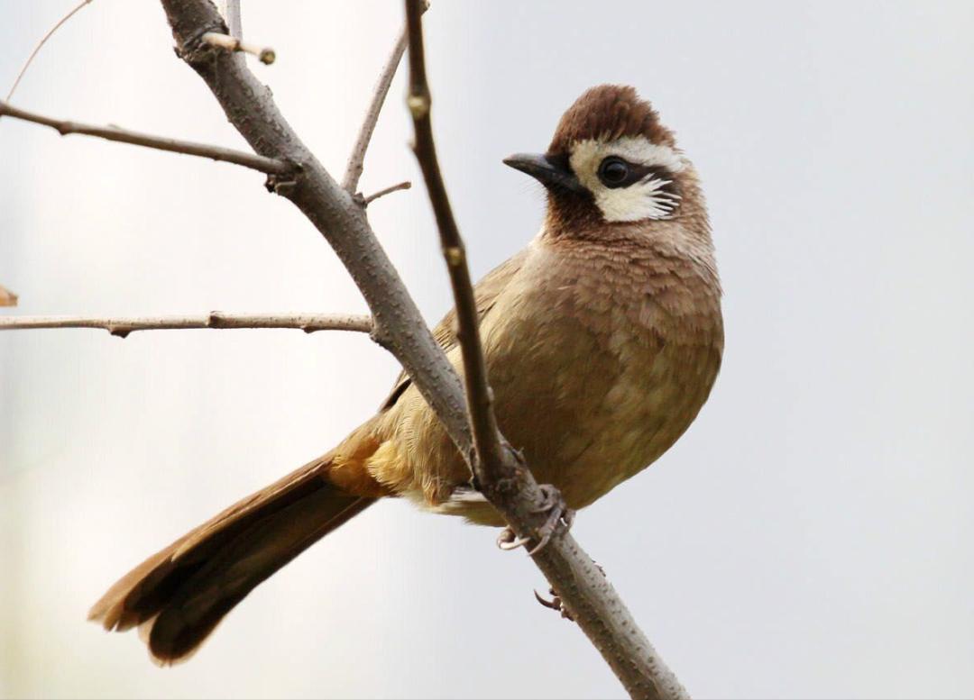 鸟儿大全高清图,高清珍稀鸟动态图片大全