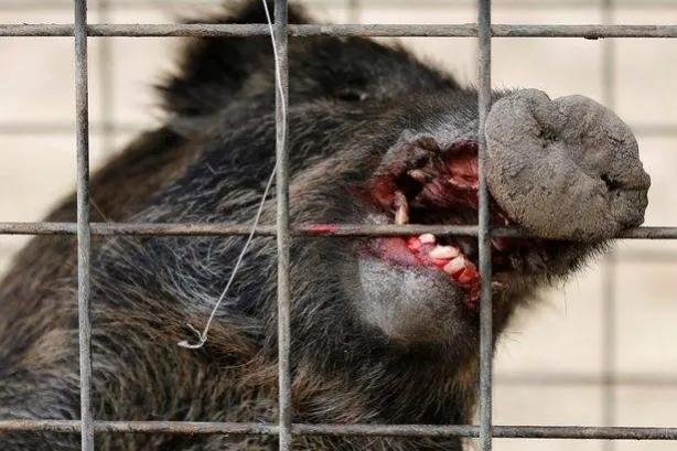 陕西渭南悬赏抓野猪，不让投毒，不许用枪？抓野猪有多危险？