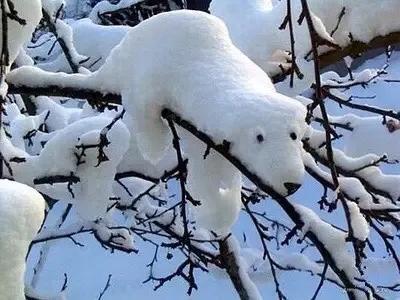 今日大雪飘落诗词,今日大雪优美句子