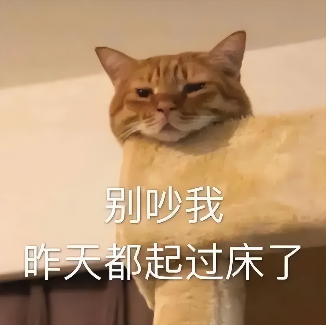 猫为什么跟你一起睡,猫让你抱着睡觉是不是喜欢你