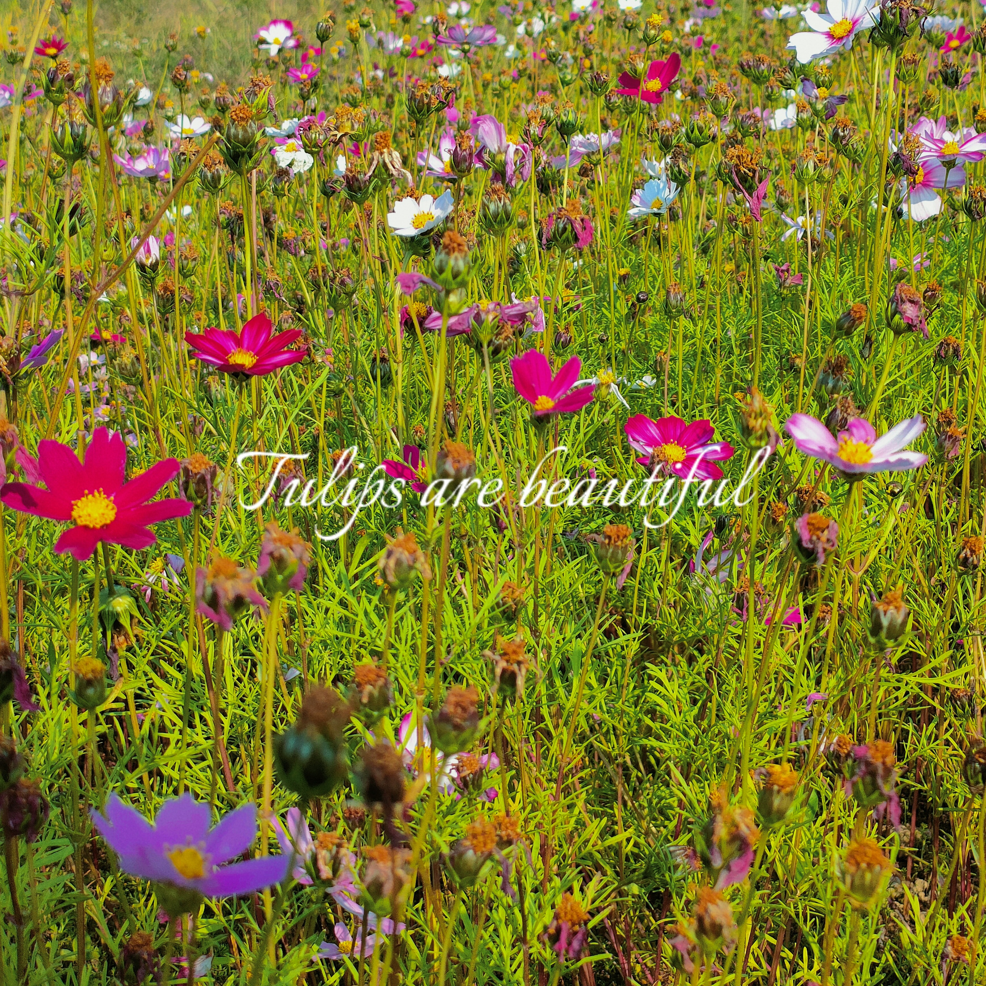 夏日时光慢且长,夏日渐长古诗文