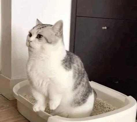 猫咪尿闭在家里急救办法,猫咪尿闭抽出来都是血很严重吗