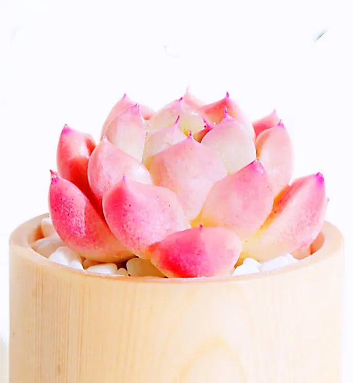 又美又仙的多肉,多肉植物100年的老桩奥普琳娜