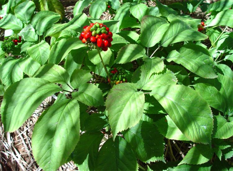 西洋参历史由来,西洋参是西方国家的吗