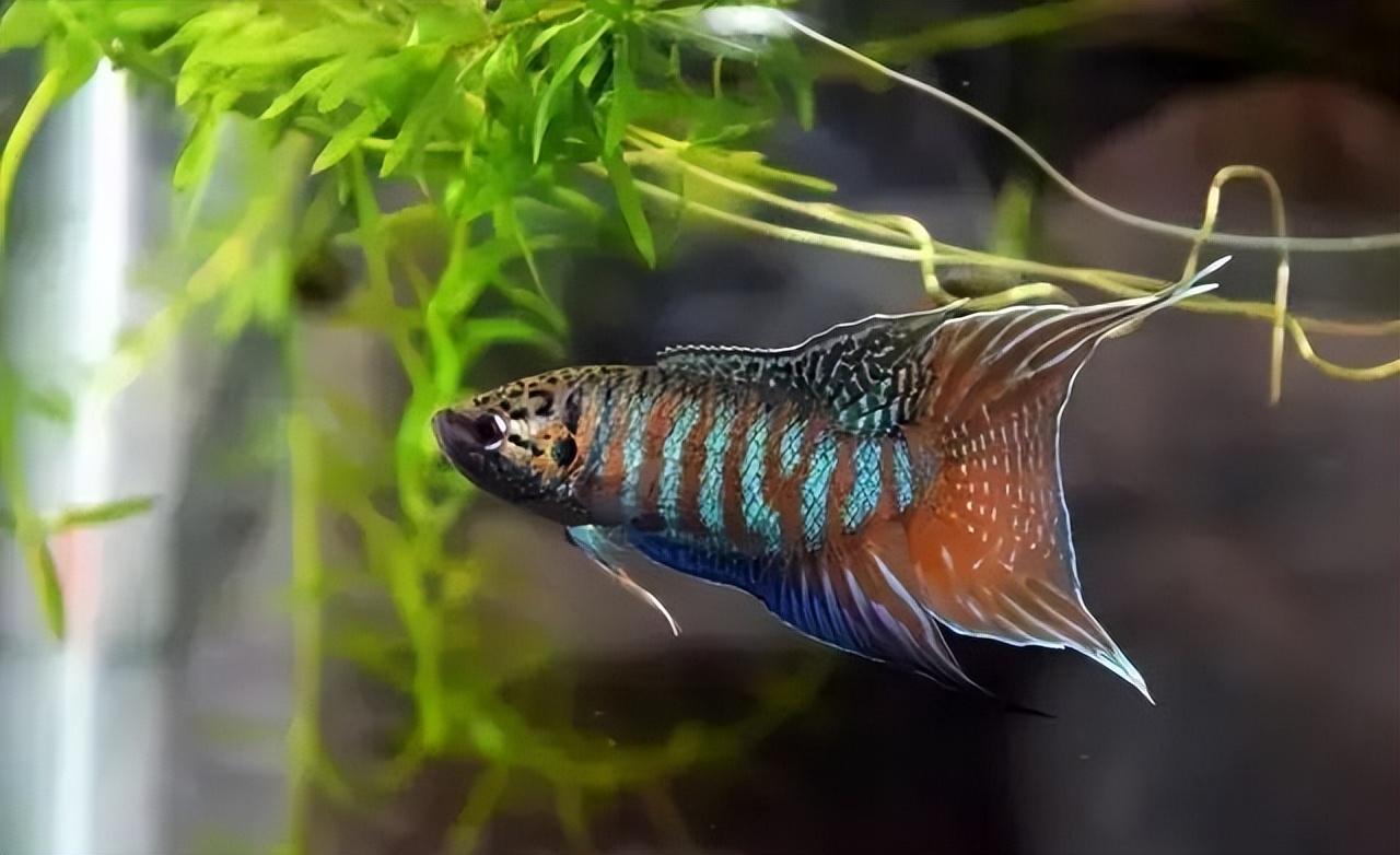 菩萨鱼曾经在农村经常见到，被当*鸡做**鸭零食，为啥现在很少见到？