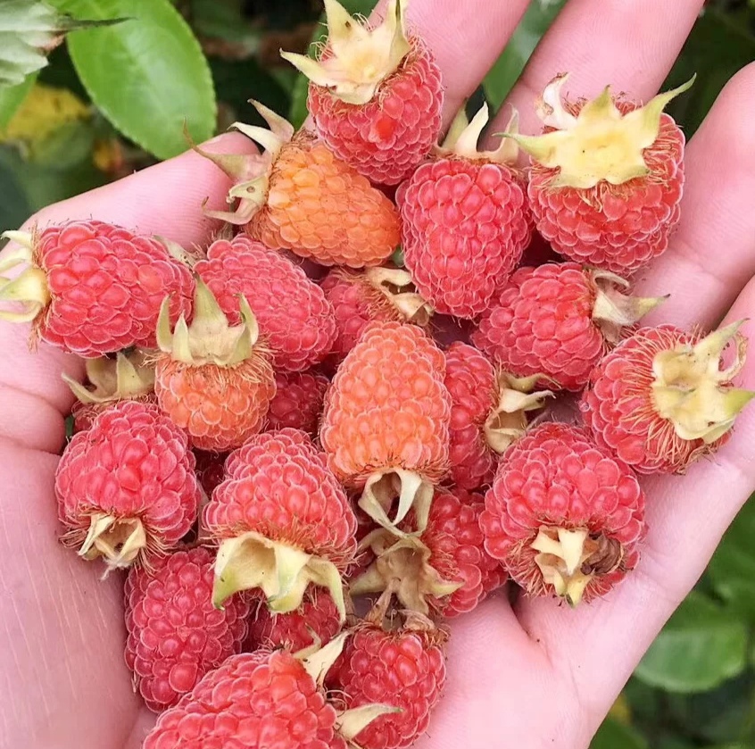 100种野菜大全图解,认识100种野菜视频大全完整版