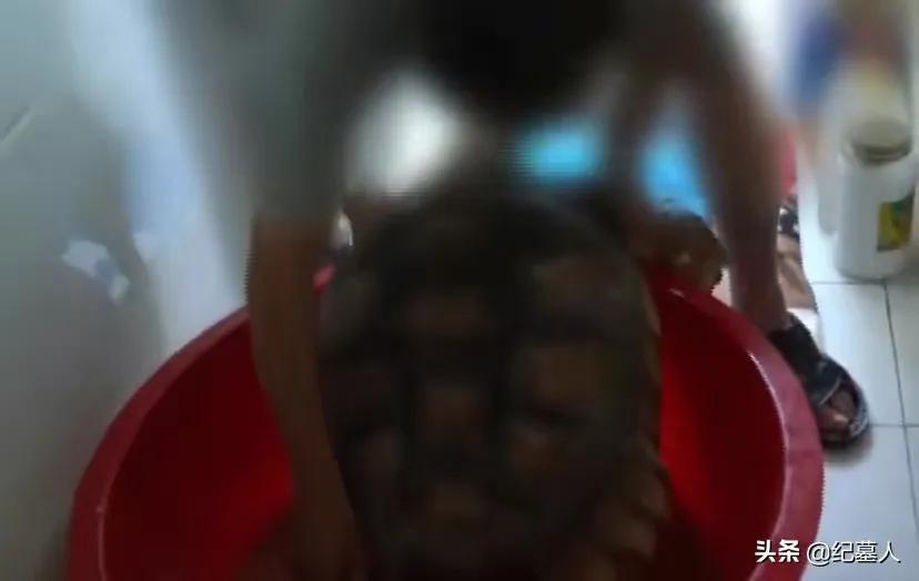 一男子捡到一只乌龟带回家养,男子在野外捡到乌龟越长越不好