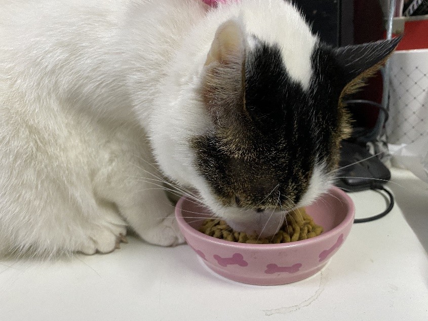 饕餮猫粮事件,猫粮疑致猫中毒死亡官方介入