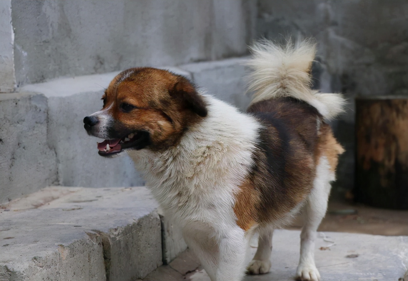 被小狗扑了会怎样,小狗被主人摸的时候会怎么想