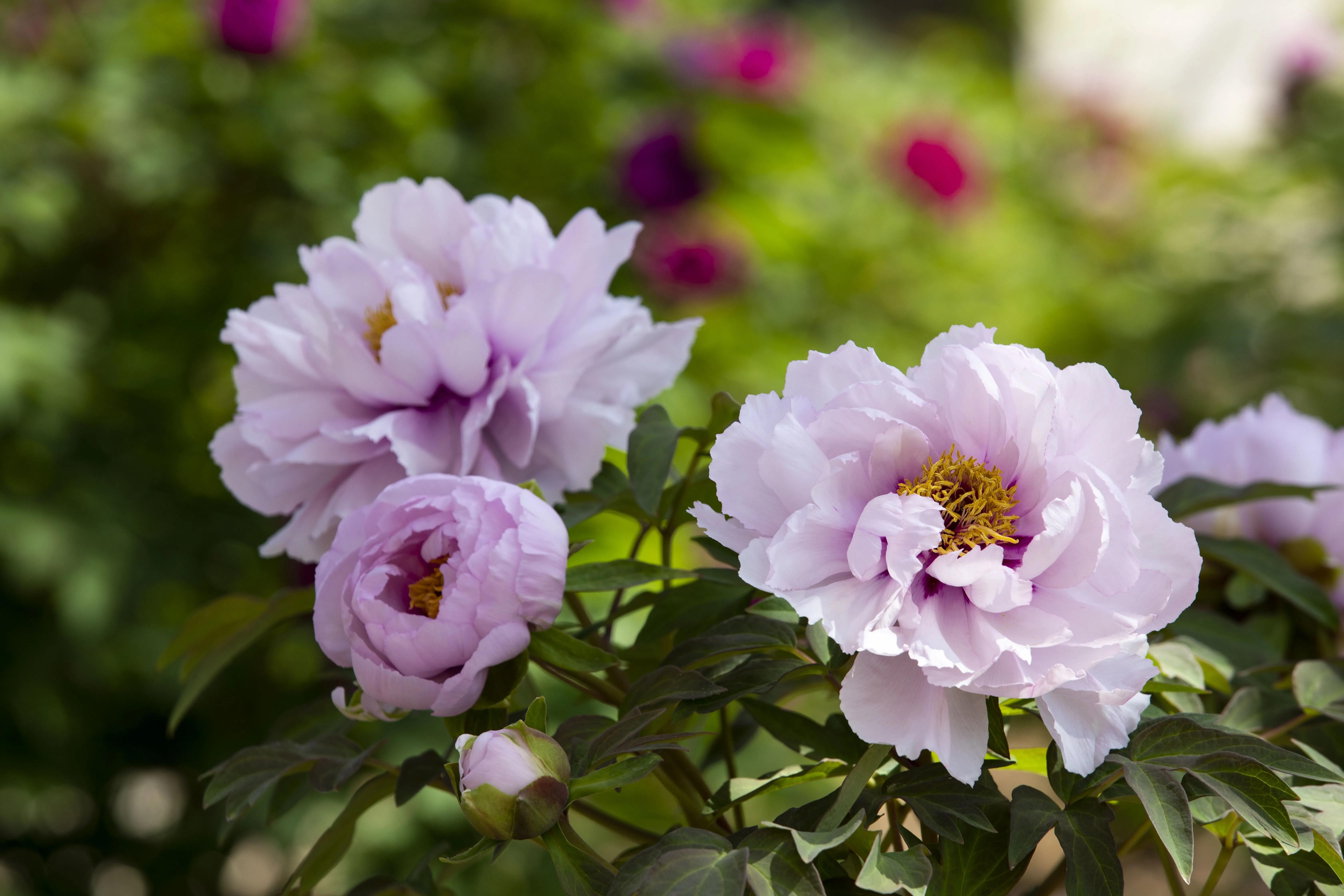 牡丹花开得雍容华贵芳香四溢,牡丹花开雍容华贵视频
