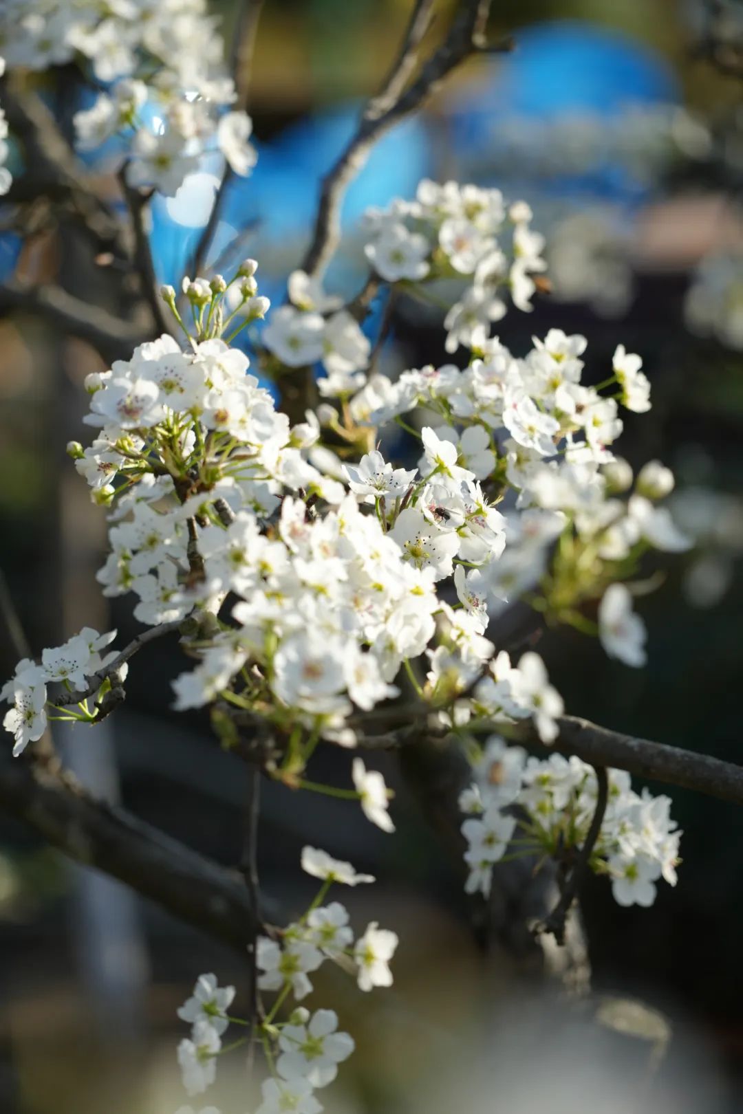 成都市区现实版桃花源记在哪里,成都公交可达的古镇