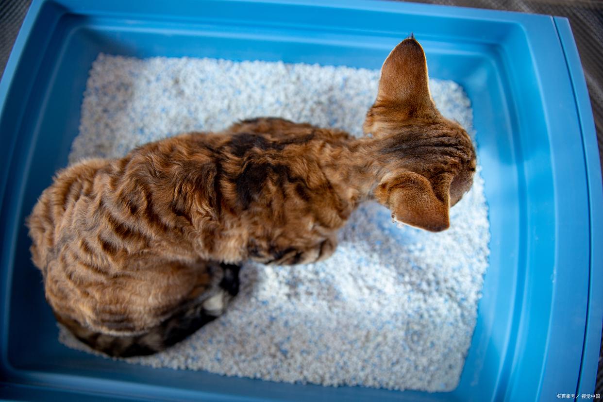 猫咪在床上拉屎怎么办,猫咪几天没拉大便是什么原因