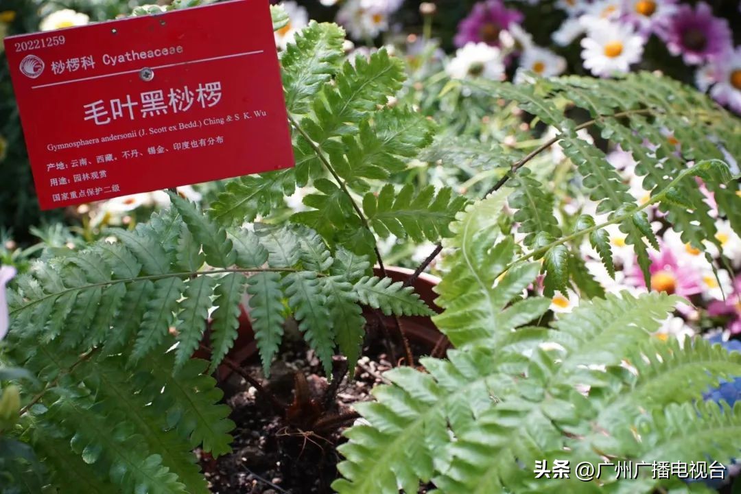 2023年全国兰花展预告,世界上最好看的兰花展