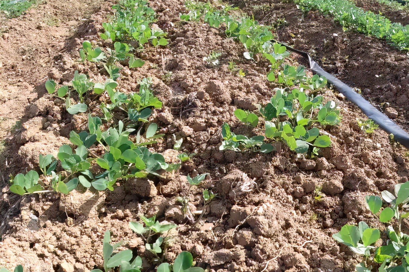 花生为什么死苗烂根,花生死棵的原因及防治