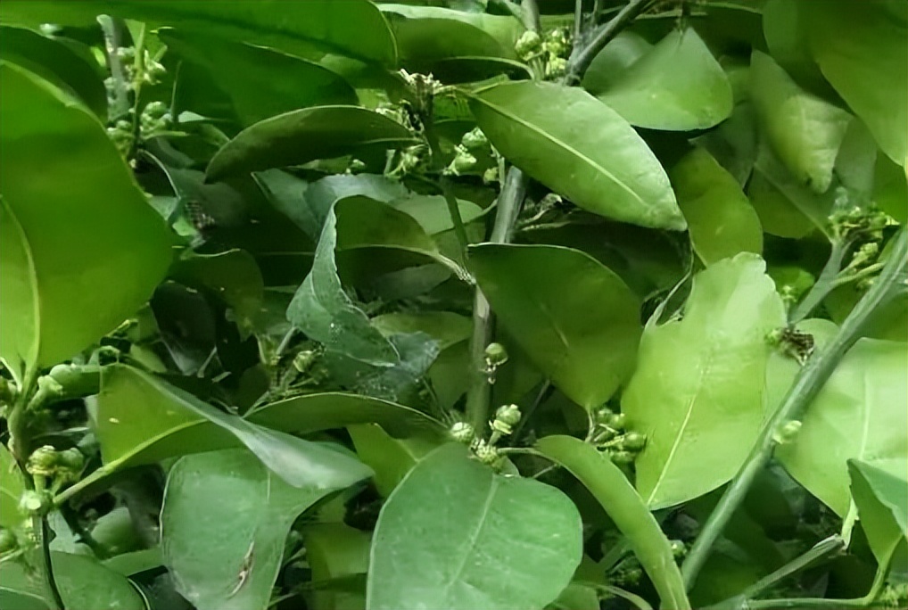 柑橘保果如何抢救看这篇就够了,柑橘保果知识点总结