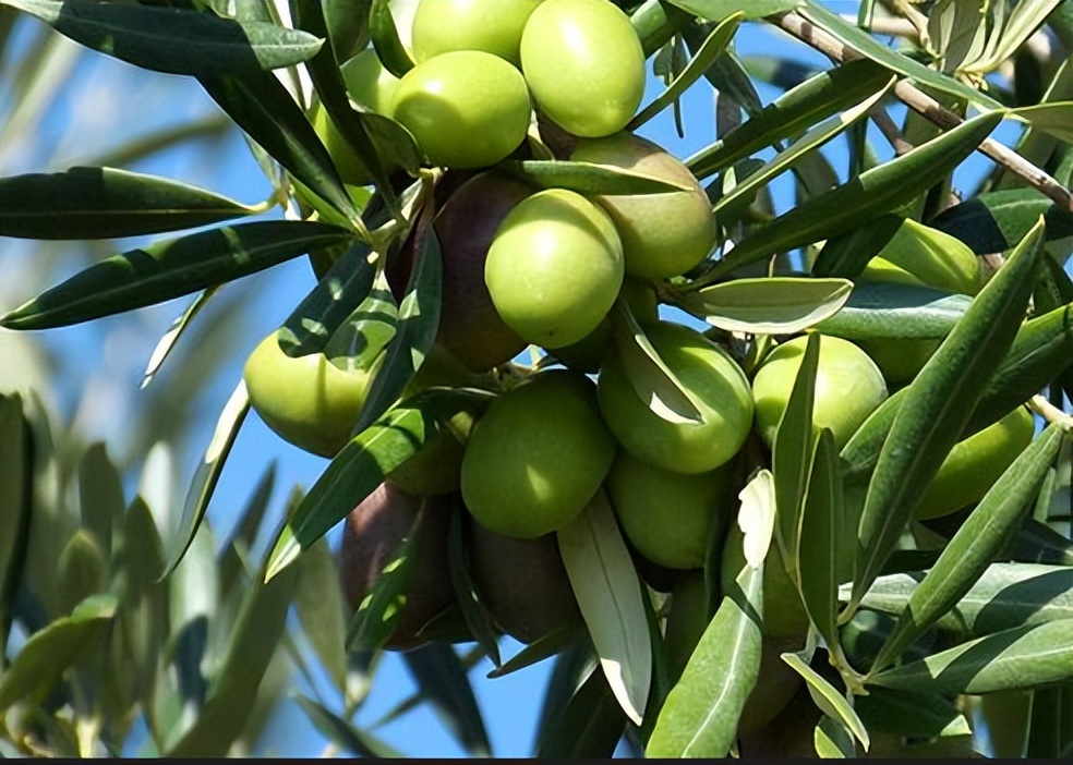 橄榄油好坏怎么辨别,橄榄油质量鉴别