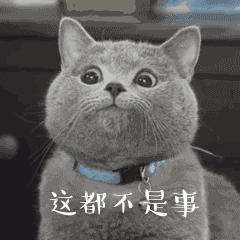 猫不洗澡为什么不臭,哪种猫不掉毛又好养还温顺又便宜