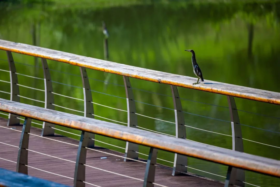 深圳凤凰山有条绿道叫什么,深圳凤凰山绿道旅游攻略