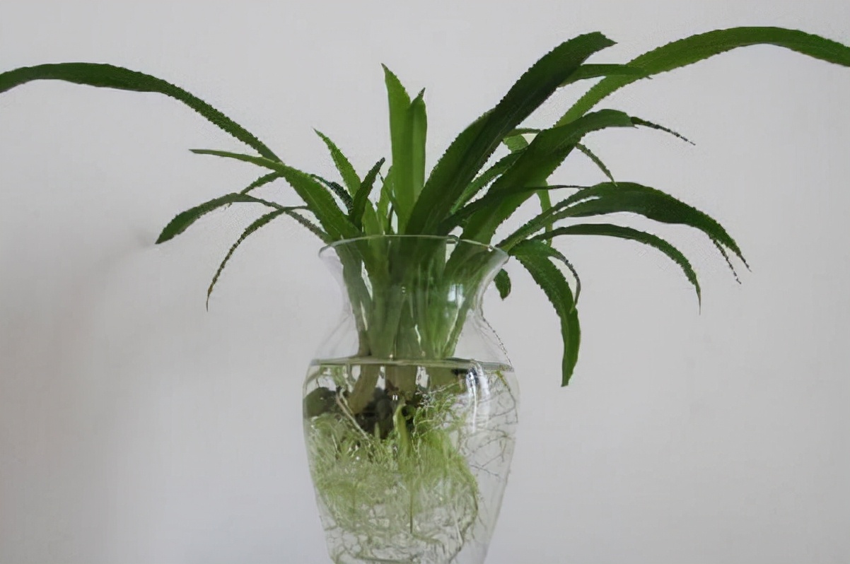 我家卫生间被一种植物“占领”了……