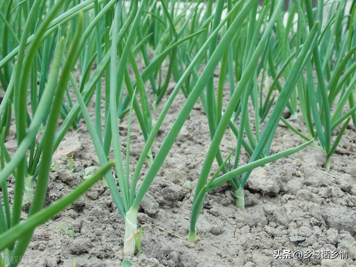 葱和韭菜上的白点怎么回事,韭菜上面长白点是什么原因
