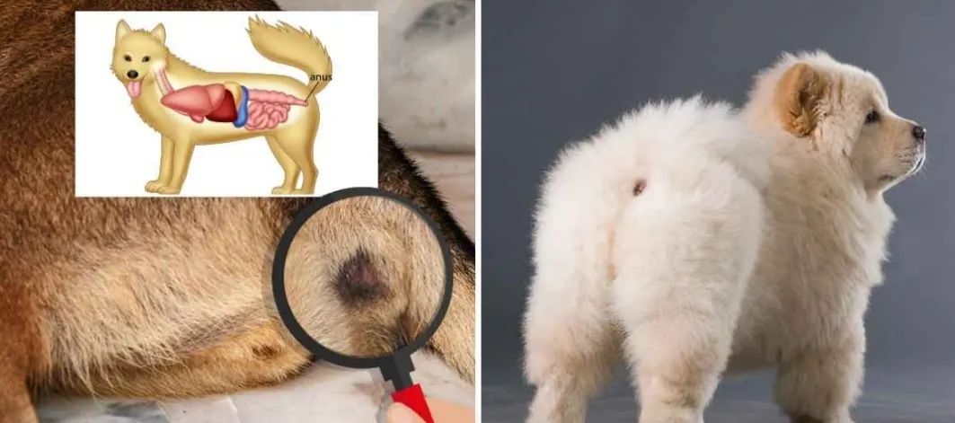 狗子体臭很严重怎么办,狗子臭了脏了怎么办