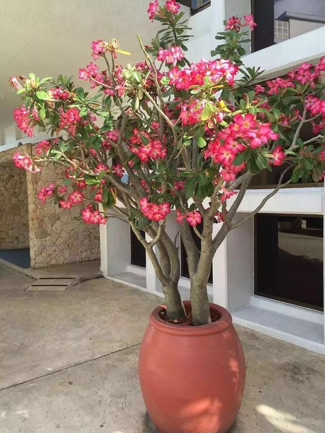 家养3种富贵花福气好运挡不住,七种富贵花图片