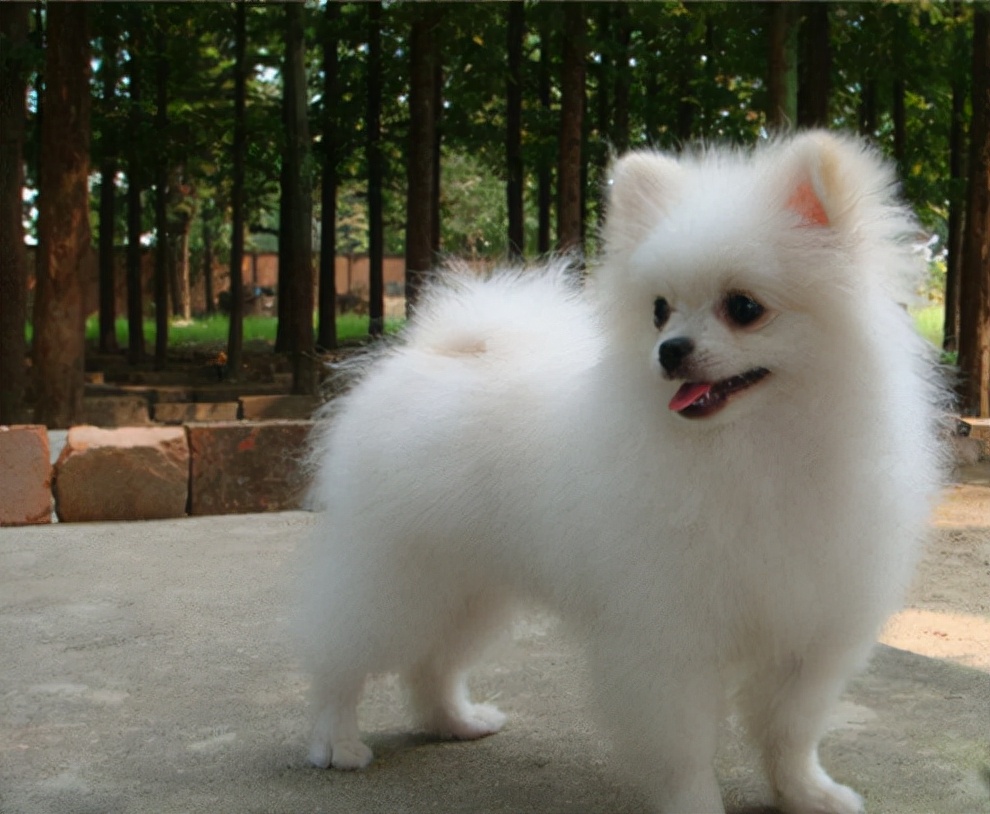 博美是不是目中无人,为什么博美脾气暴躁