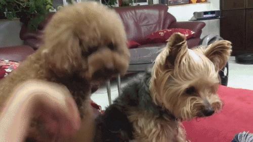 泰迪最想告诉你的几件事,泰迪知道什么秘密