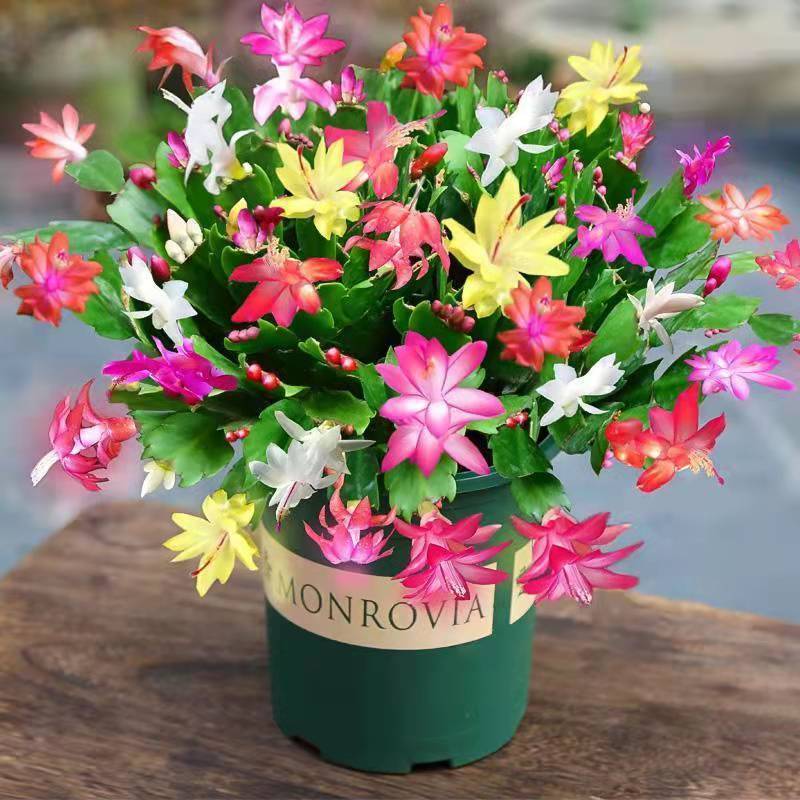 蟹爪兰春天不发新芽怎么回事,蟹爪兰花苞没开怎么就蔫了