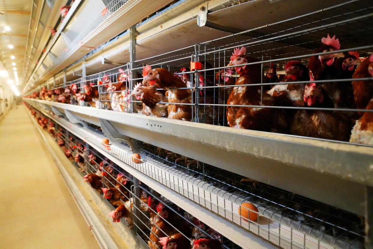 建德刀笃菜,倒笃菜是建德非遗吗