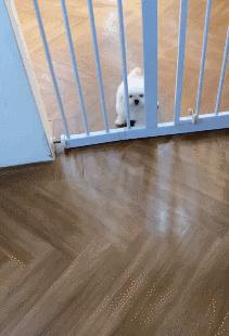 派出所警犬擦手,警犬被拿去擦手