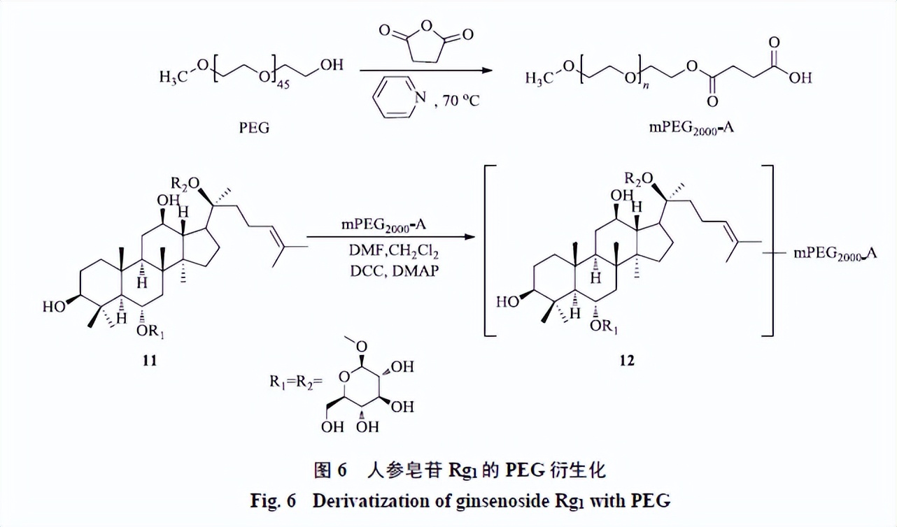 人参皂苷类化合物,人参皂苷结合物