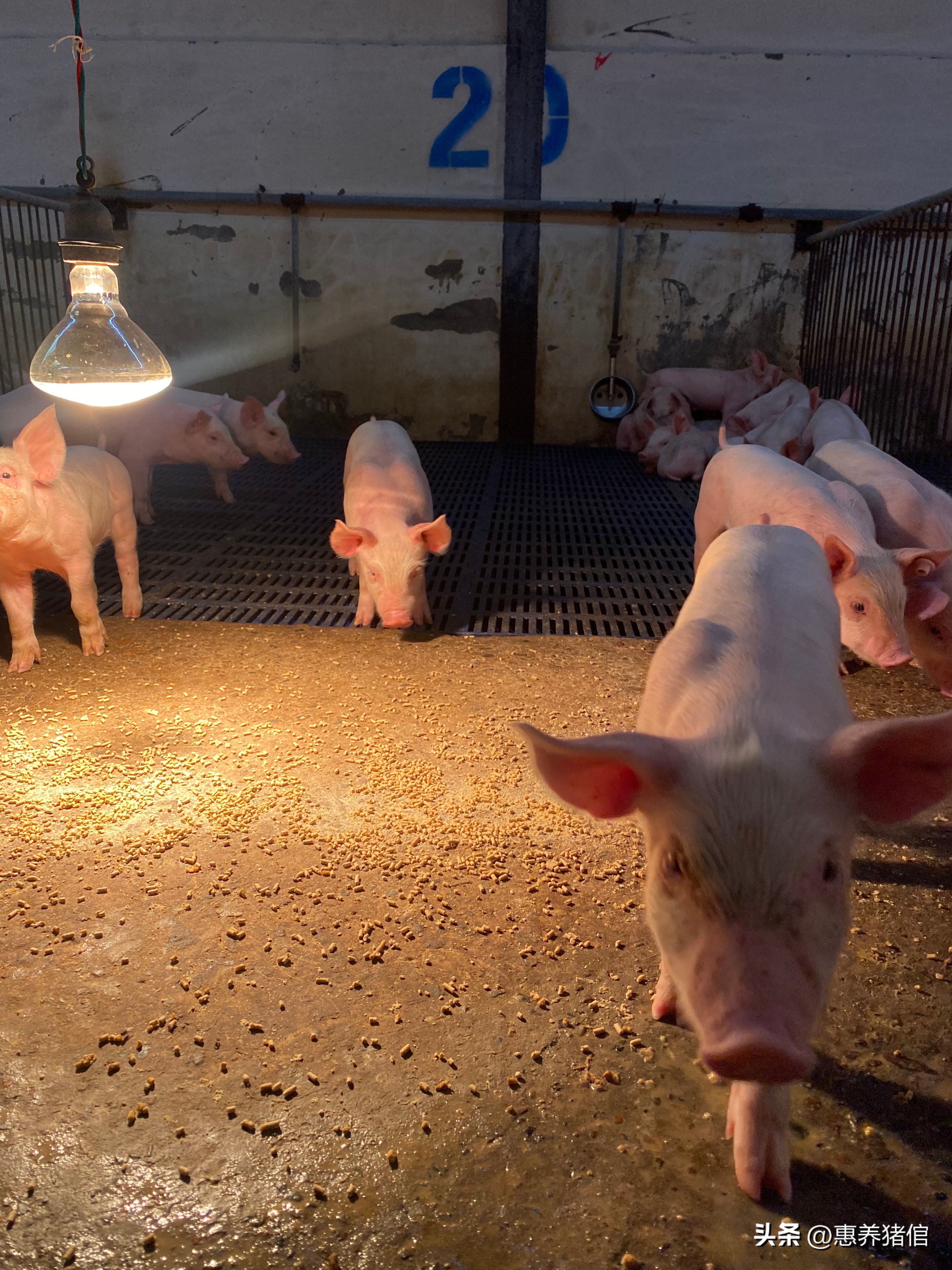不同猪病的主要特征及用药方案,不同病状吃什么药