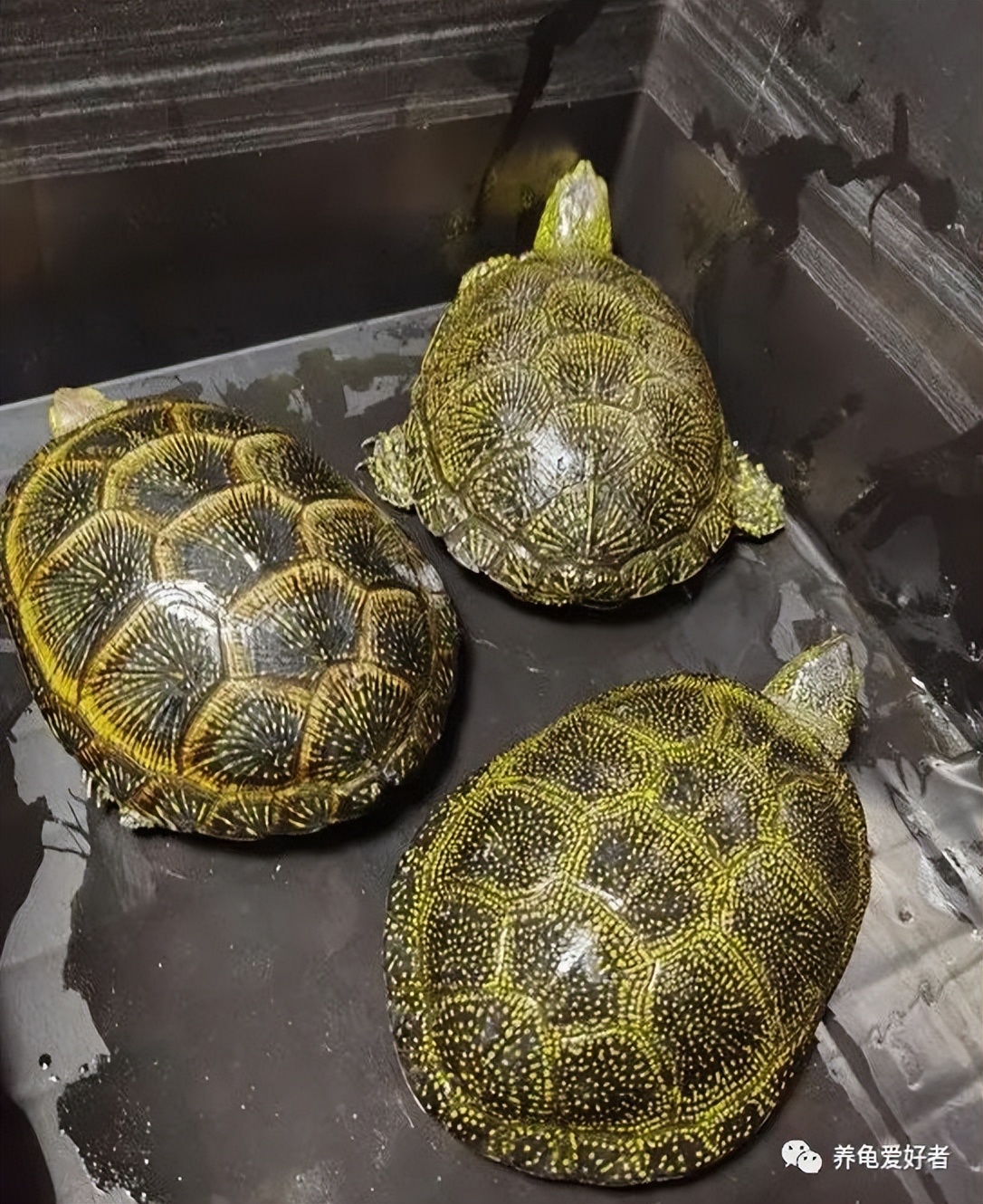 哪种龟好养通人性,哪种龟最有灵性还贵