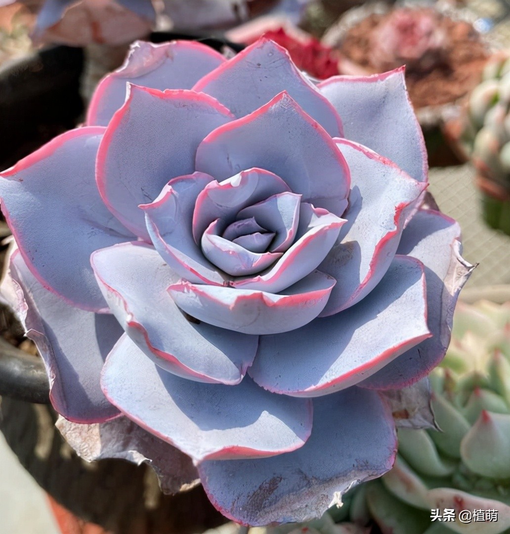 广寒宫如何控养叶片,广寒宫叶片发软怎么挽救