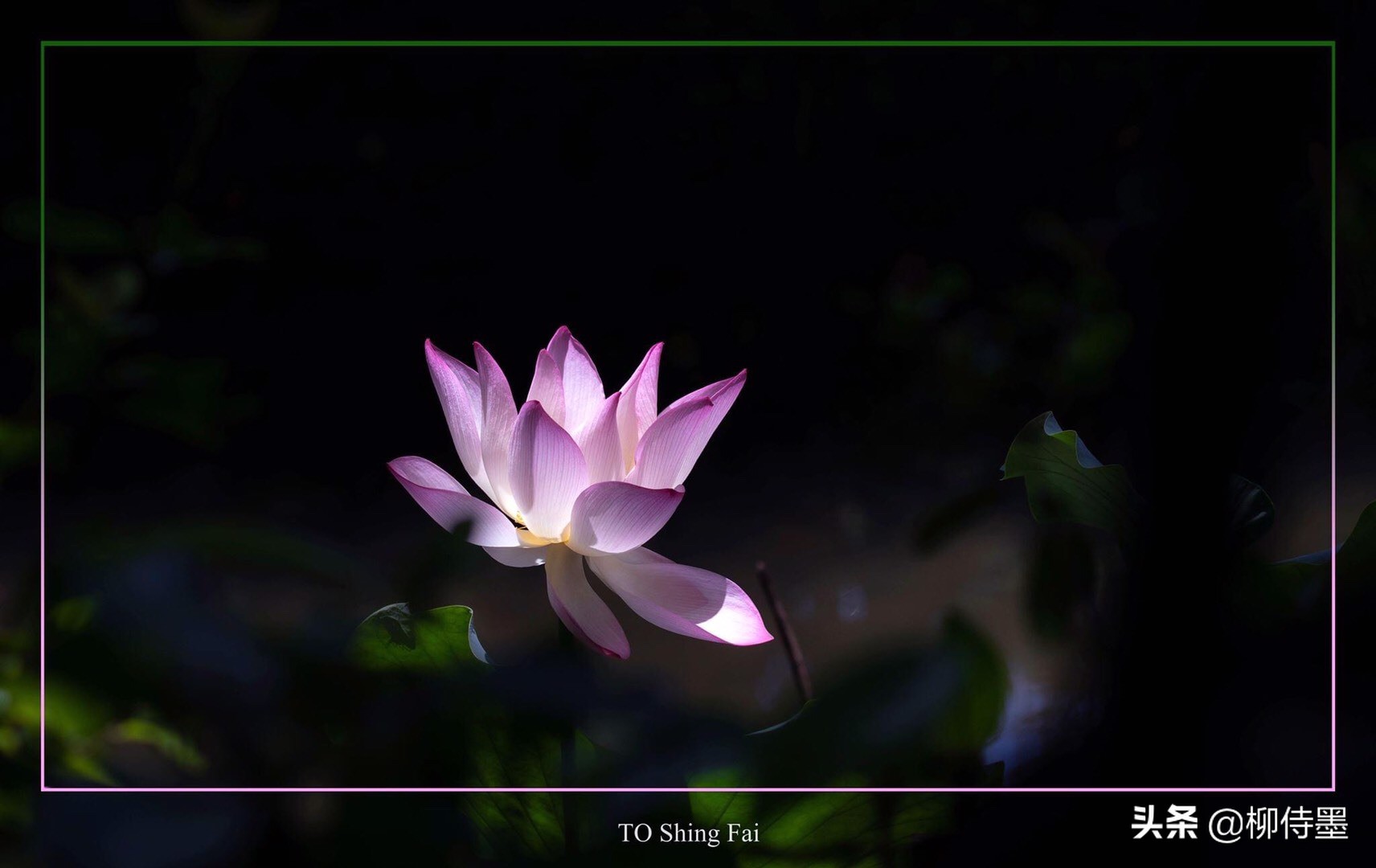 如何拍出有情感的荷花摄影作品,荷花照片怎么拍出高级感