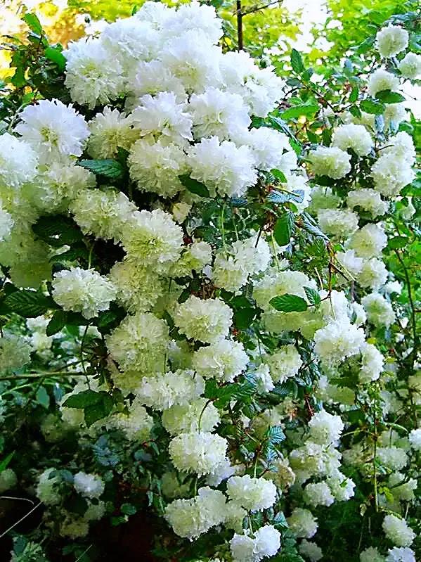 荼蘼花观赏特性,荼蘼花红色重瓣