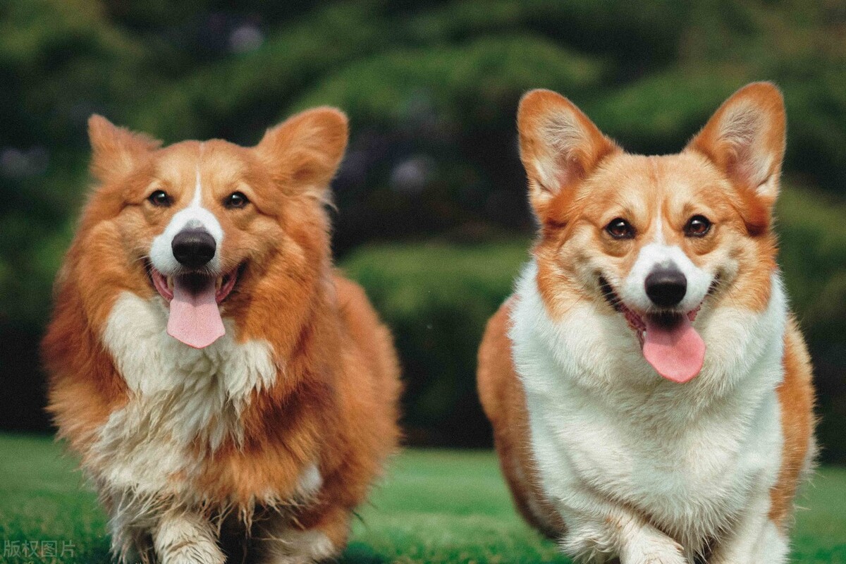 如何养好小狗幼犬视频,怎样养好松狮小狗