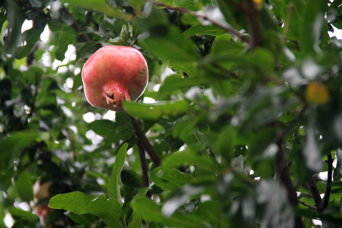 春季石榴怎么修芽,石榴种植技术和管理方法资料