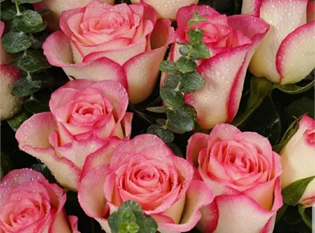 月季玫瑰蔷薇三姐妹的区别,月季蔷薇和玫瑰哪个更好看