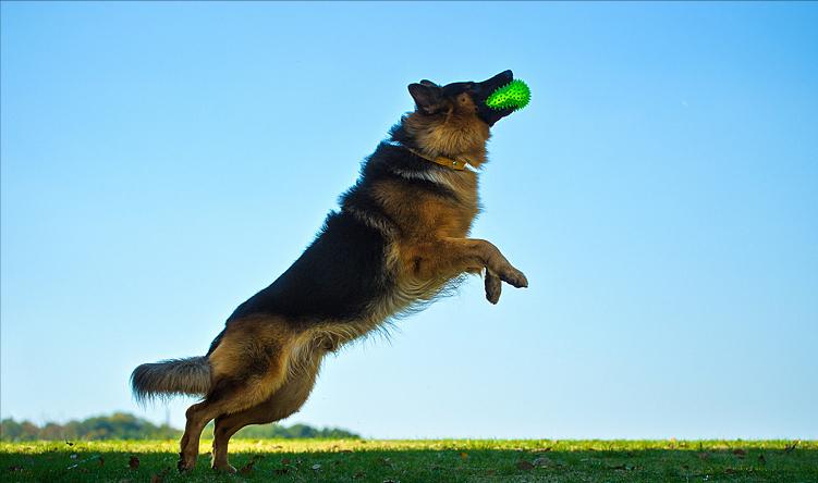 不常见的狗狗集合你都认识哪几只,建议养的10种狗中小型犬