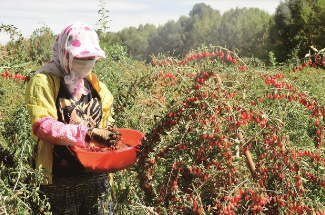 青海国土绿化超500万亩,青海国土绿化行动