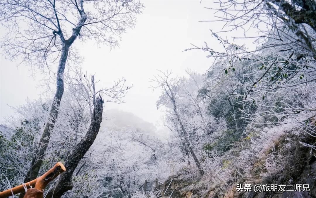 清远金子山旅游攻略看雾凇,广东金子山雪景旅游攻略
