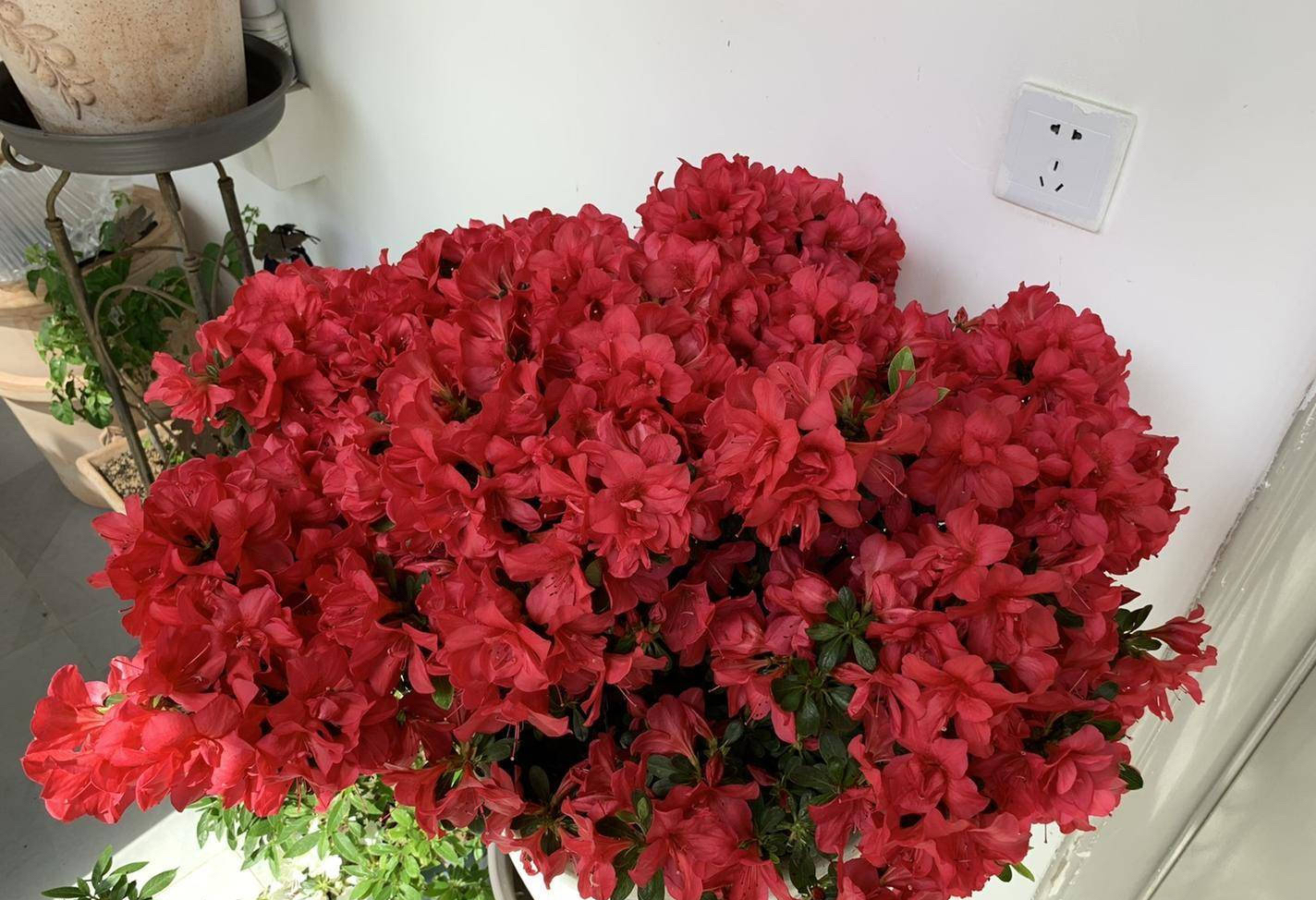 怎样养好杜鹃花,怎样养杜鹃花才能有花蕾