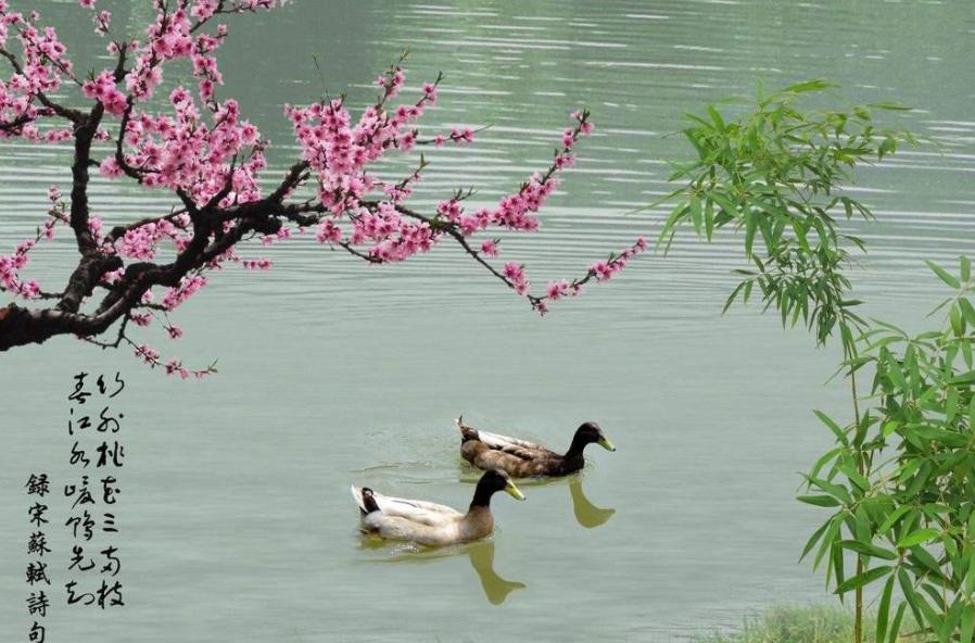 关于春天的古诗有图有诗意,唐诗三百首关于春的诗句及赏析