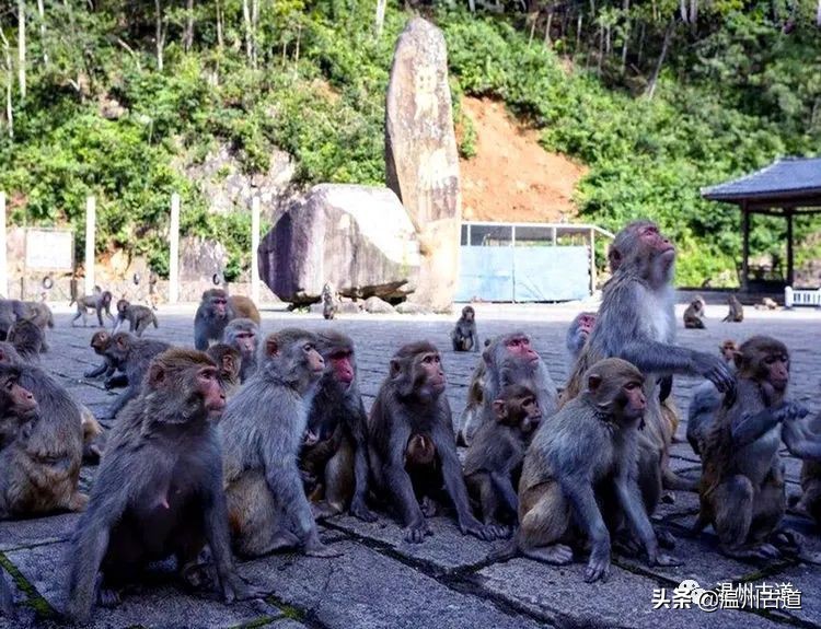 温州市2022年人口最多的镇,温州市各乡镇人口排名