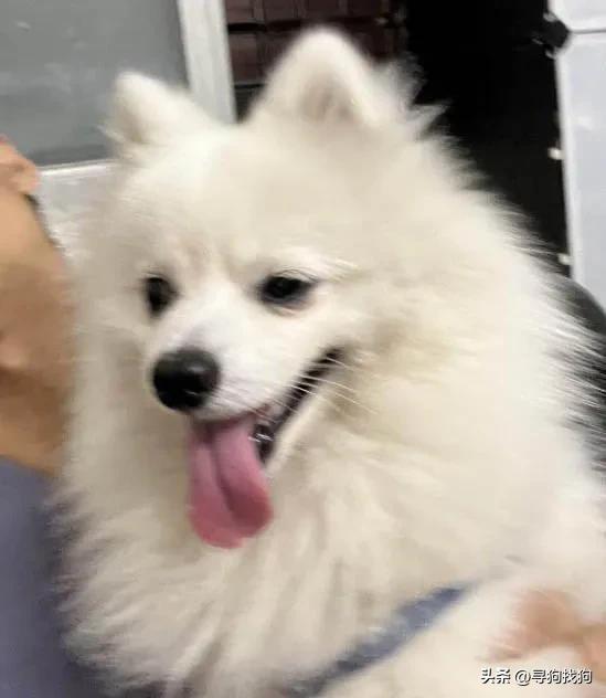 广州宠物店有纯种博美犬卖吗,东莞市大朗寻找博美犬