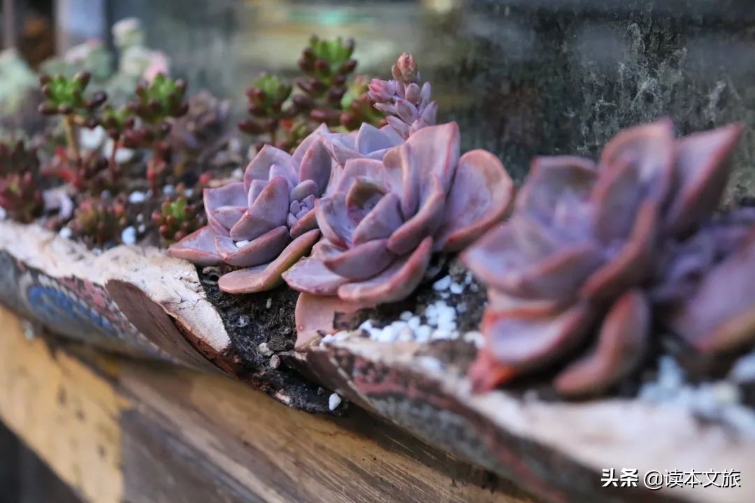 走进多肉世界,丽江古城多肉