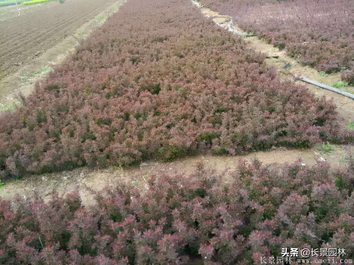 红叶小檗紫叶小檗的价格,红叶小檗幼苗批发基地